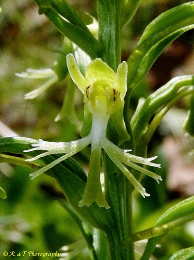 {Platanthera lacera}